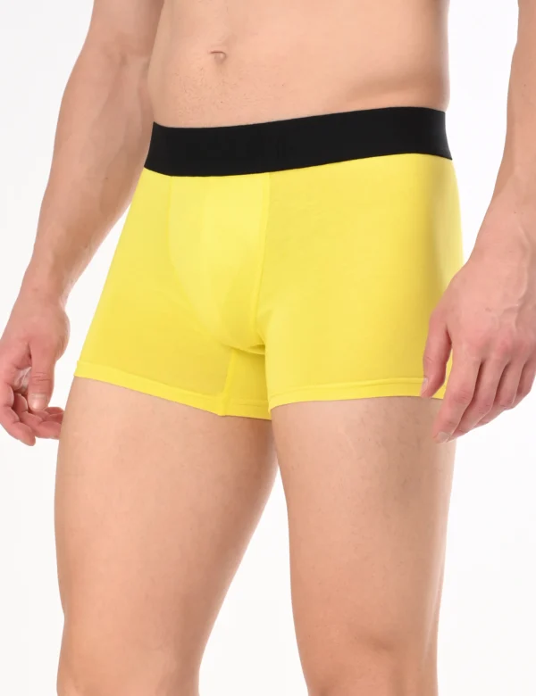 Regal Sun Boxer - Image 5